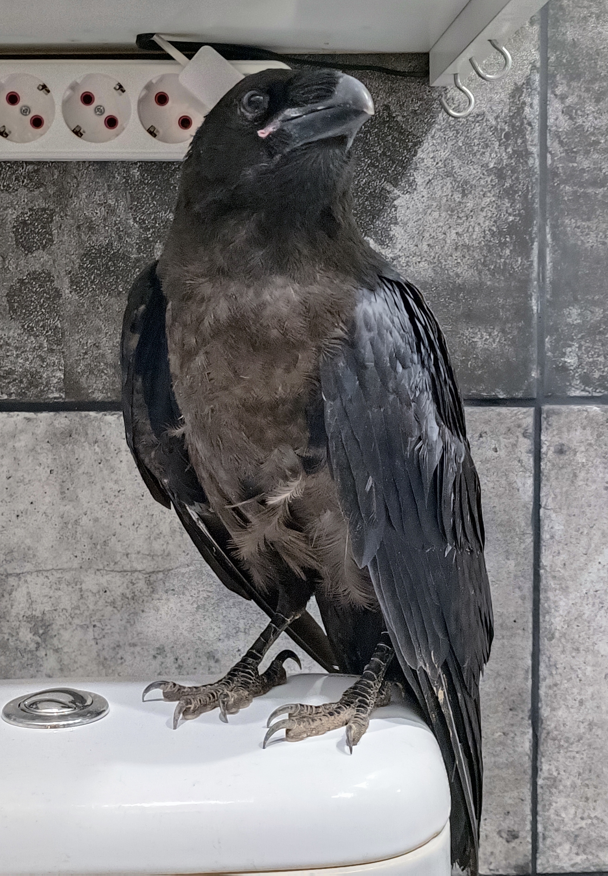 Raven looking for a home - My, No rating, Crow, Animal shelter, Helping animals, In good hands, Animal Rescue, Video, Longpost, Schelkovo