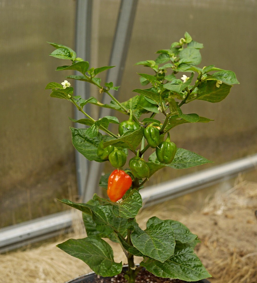 In connection with the warm May, here is such a January seedling - My, Houseplants, Plants, Hot peppers, Pepper, Bloom, Garden, Longpost