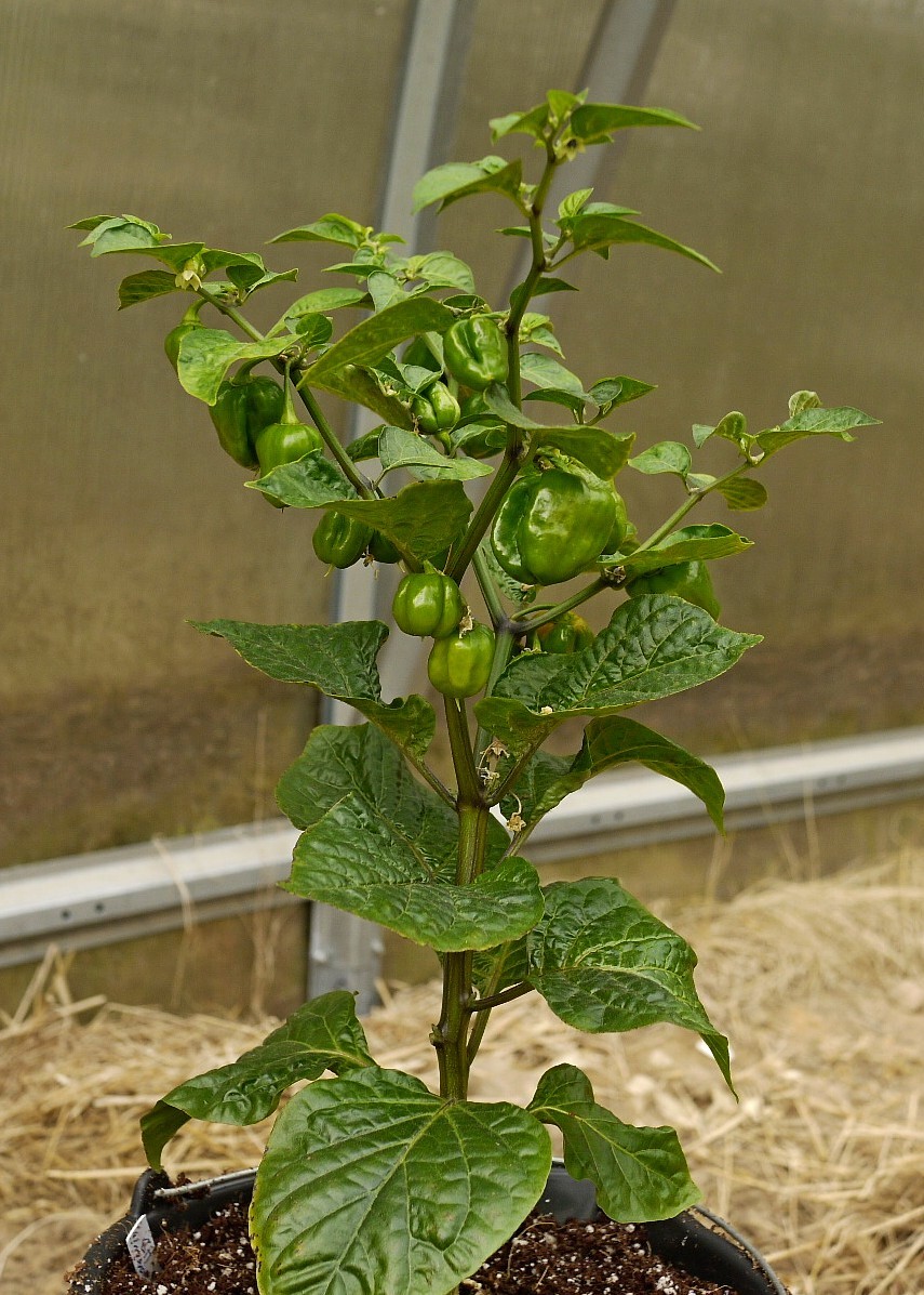 In connection with the warm May, here is such a January seedling - My, Houseplants, Plants, Hot peppers, Pepper, Bloom, Garden, Longpost