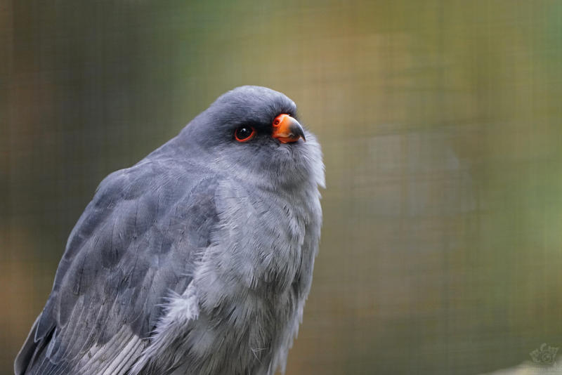 Animals, birds, reptiles and arachnids - Red-footed falcon, Galago, Lizard, Red Wolf, Sloth, Duck, a lion, Tiger, Sifaki, Mouse, Brachipelma smithi, Spider, Animals, Zoo, Longpost, Wild animals