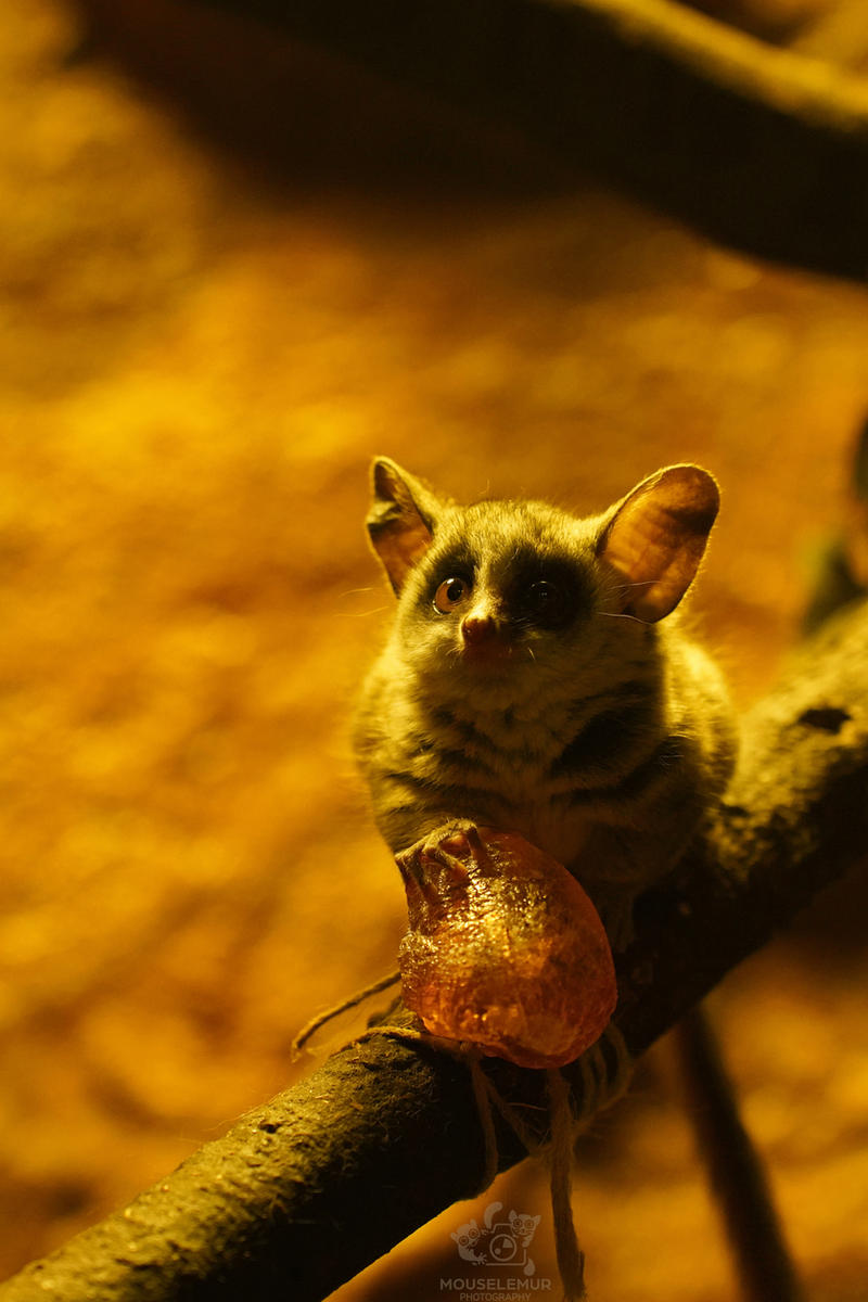 Animals, birds, reptiles and arachnids - Red-footed falcon, Galago, Lizard, Red Wolf, Sloth, Duck, a lion, Tiger, Sifaki, Mouse, Brachipelma smithi, Spider, Animals, Zoo, Longpost, Wild animals