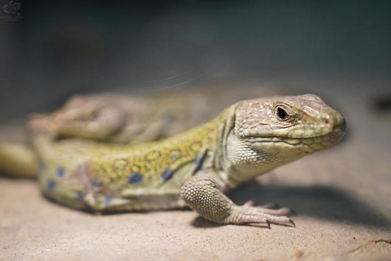 Animals, birds, reptiles and arachnids - Red-footed falcon, Galago, Lizard, Red Wolf, Sloth, Duck, a lion, Tiger, Sifaki, Mouse, Brachipelma smithi, Spider, Animals, Zoo, Longpost, Wild animals