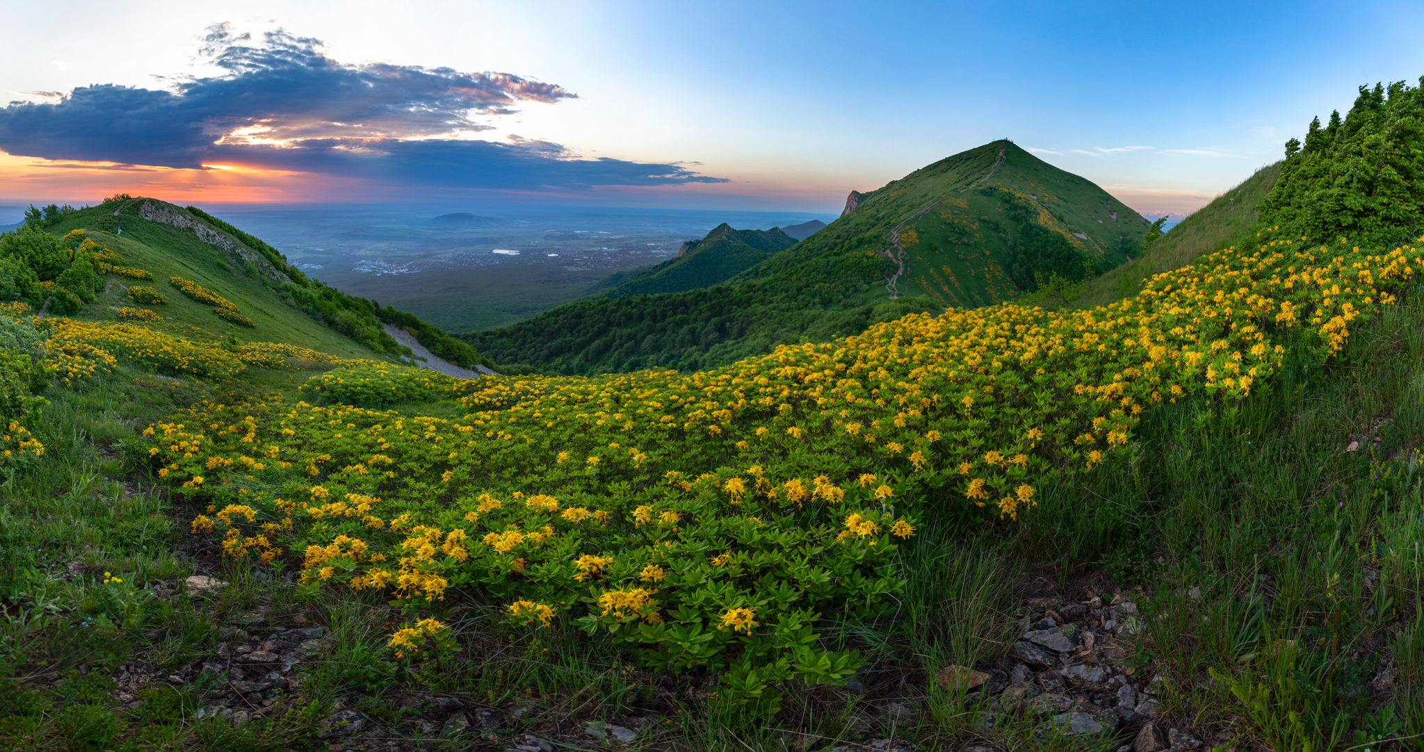 Dawn with caucasian azalea - My, Landscape, Nature, The photo, Beshtau, Caucasian Mineral Waters, dawn, Azalea