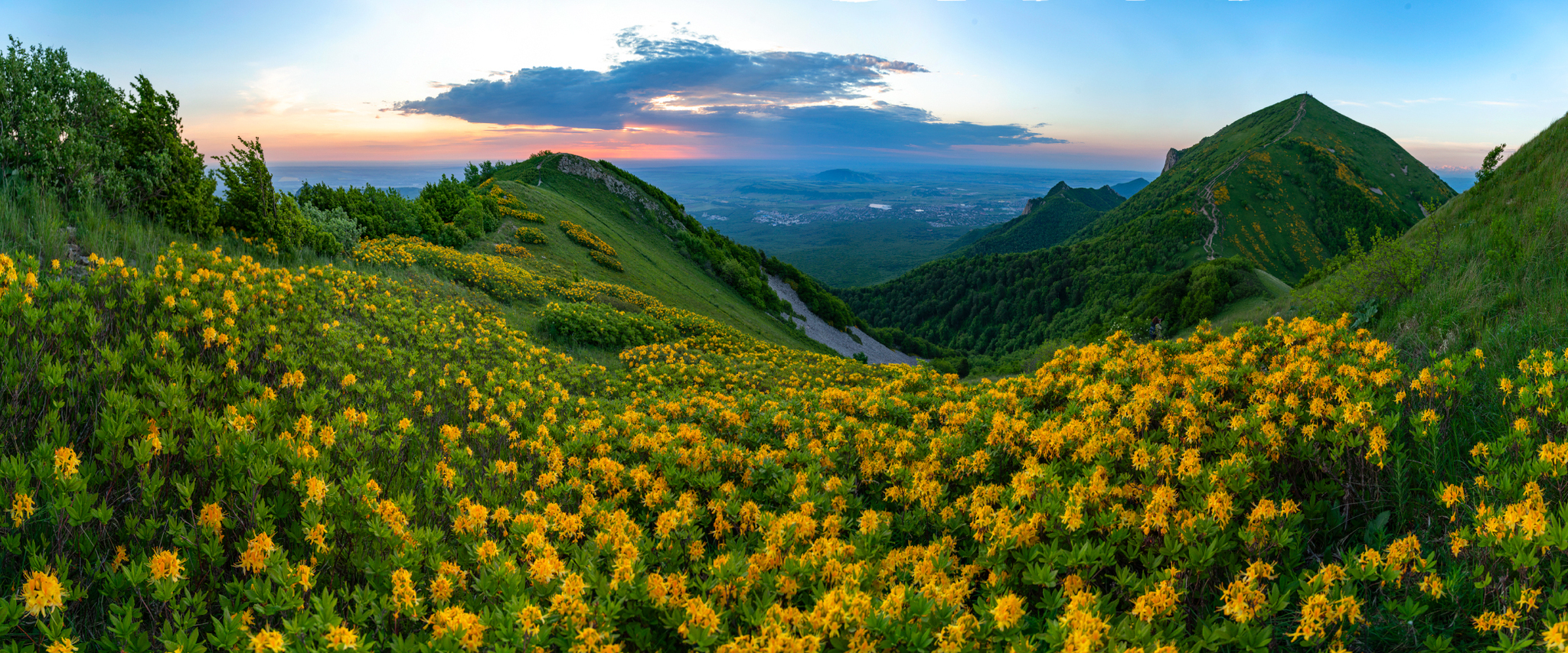 Dawn with caucasian azalea - My, Landscape, Nature, The photo, Beshtau, Caucasian Mineral Waters, dawn, Azalea