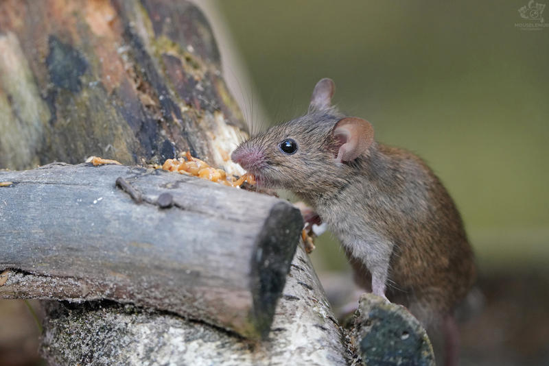 Animals, birds, reptiles and arachnids - Red-footed falcon, Galago, Lizard, Red Wolf, Sloth, Duck, a lion, Tiger, Sifaki, Mouse, Brachipelma smithi, Spider, Animals, Zoo, Longpost, Wild animals