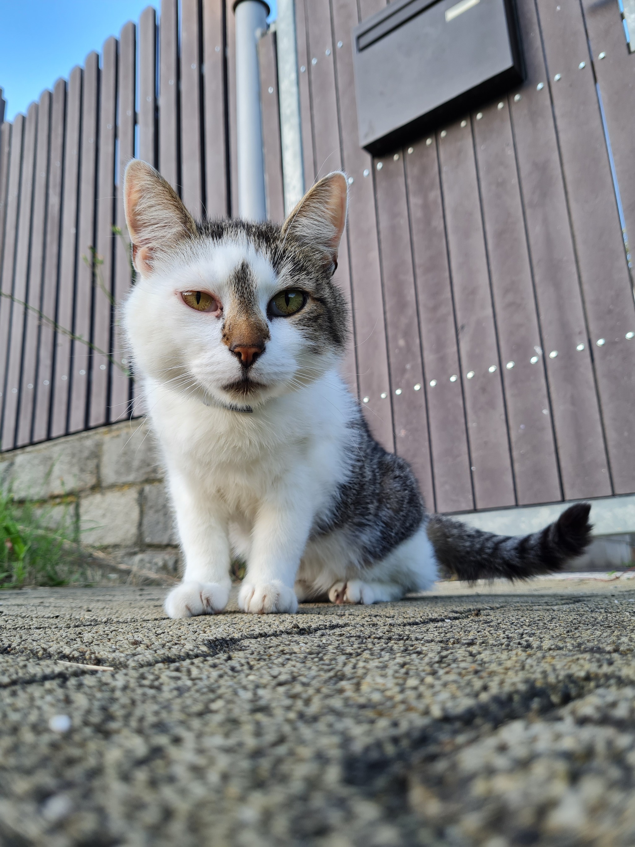 Czech cat - My, cat, The photo, Czech, Longpost