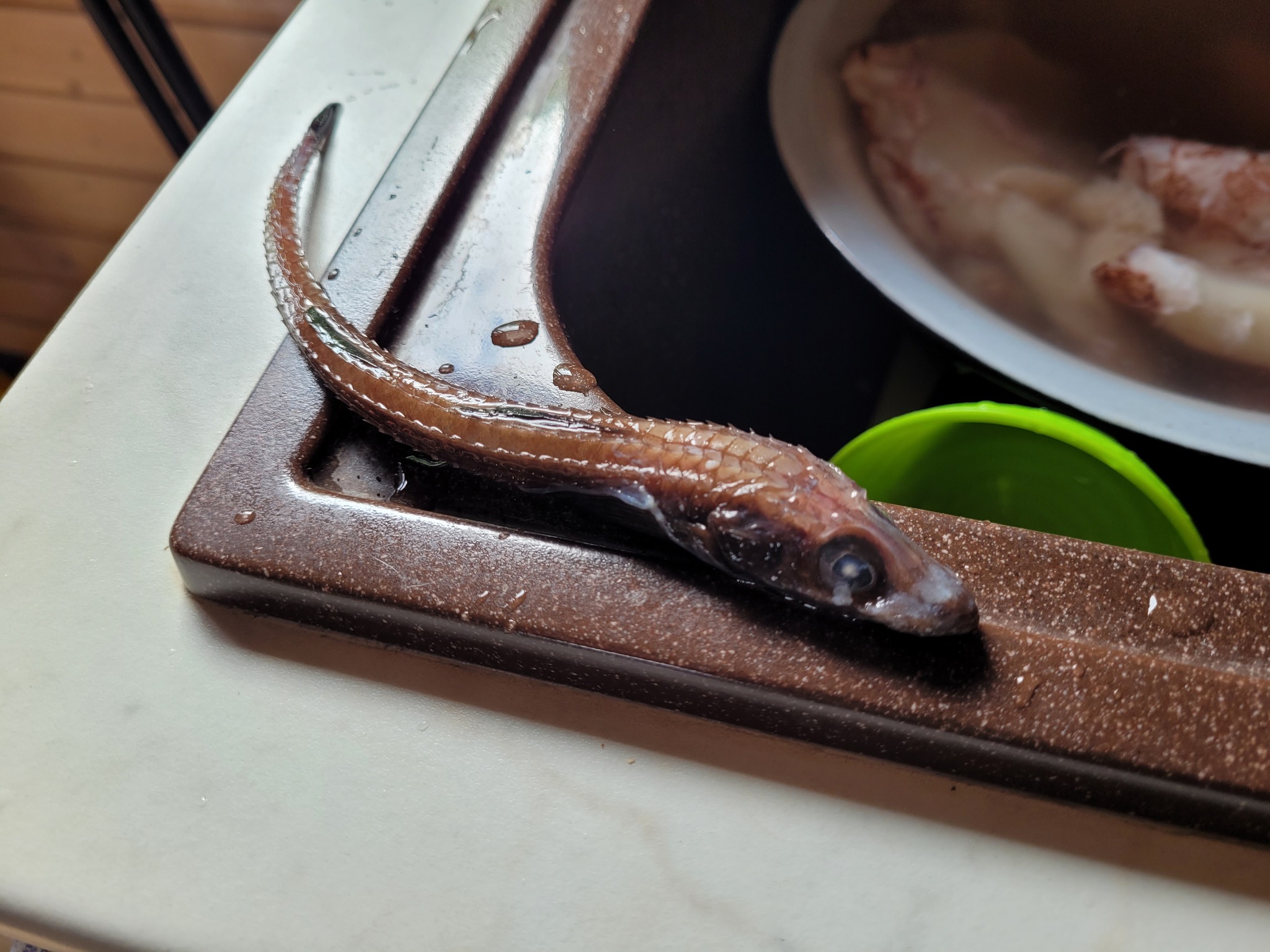 What kind of alien larva is in a frozen squid? - My, Squid, A fish, Products, Longpost