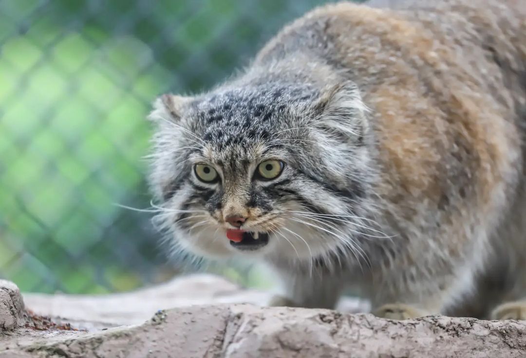 One happy manul - Pallas' cat, Cat family, Small cats, Predatory animals, Pet the cat, Fluffy, Zoo, Yokohama, Japan, Longpost