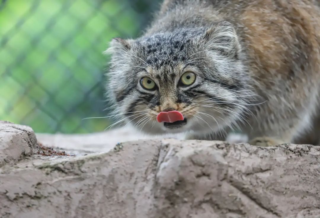 One happy manul - Pallas' cat, Cat family, Small cats, Predatory animals, Pet the cat, Fluffy, Zoo, Yokohama, Japan, Longpost