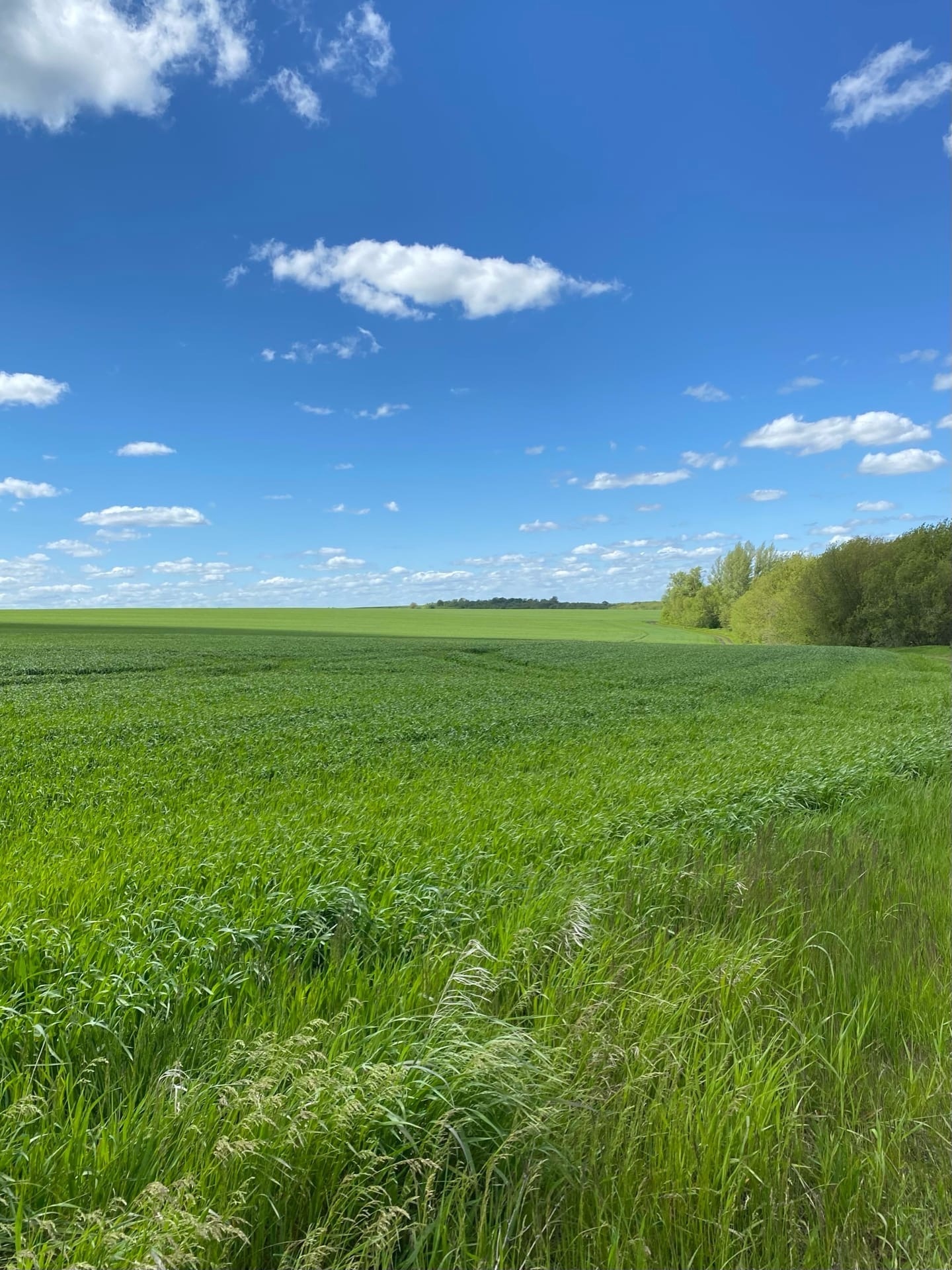 Lipetsk region, Stanovlyansky district - Lipetsk region, The photo, Nature, beauty of nature, beauty, Russia