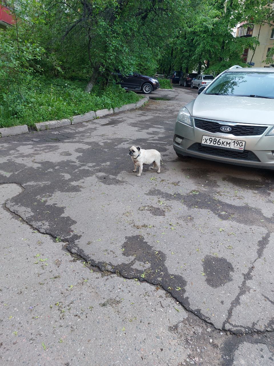 Обнаружена собака. Реутов - Моё, Без рейтинга, Найдена собака, Сила Пикабу, Помощь животным, Потеряшка, Длиннопост, Собака, Мопс, Реутов