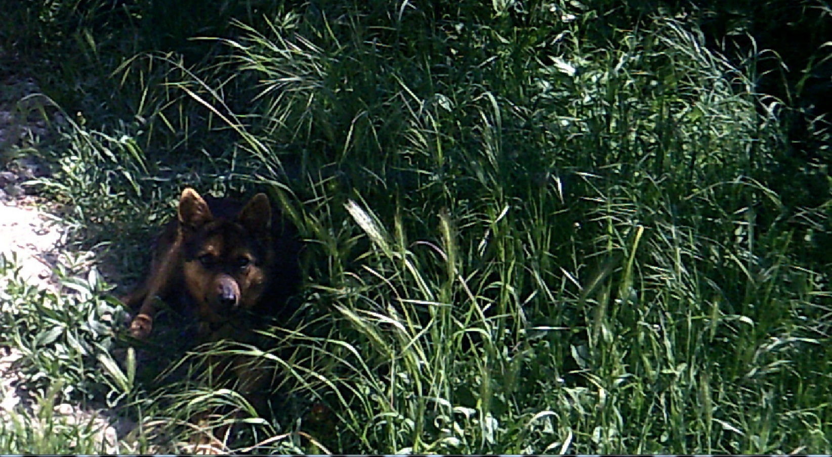 Looks like a shepherd - My, Dog, Breed, Sheepdog, Cur