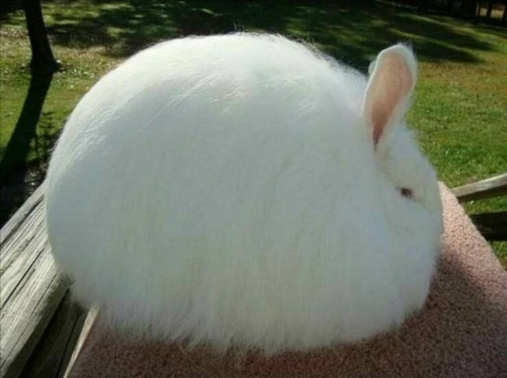 fluffed up - Rabbit, Fluffy, ruffled, The photo