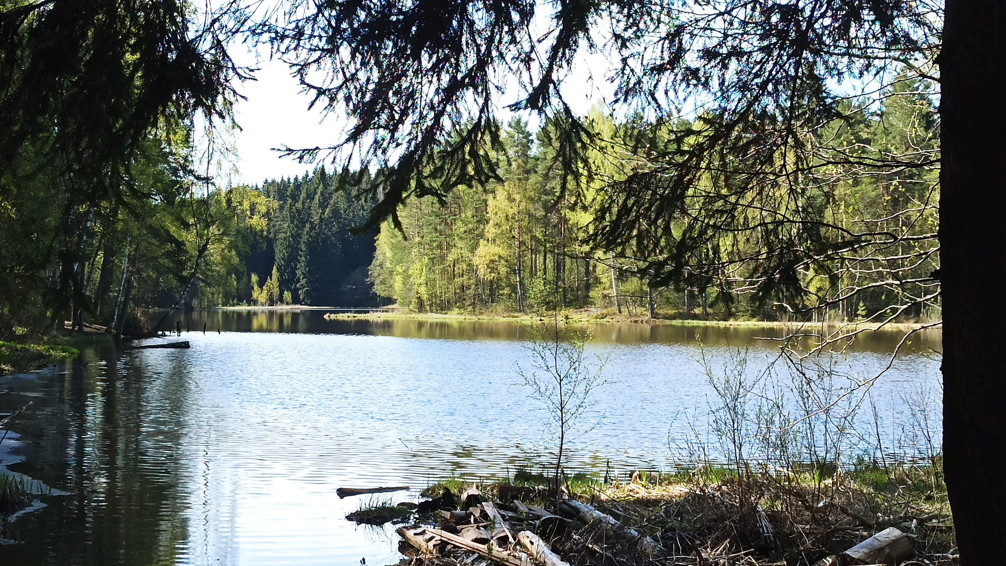 Walking story #4: Health trail around Lake Hepojarvi - My, Tourism, Hiking, Tracking, Nature, Leningrad region, Pa, Toksovo, Lake, Jurassic Park, Longpost