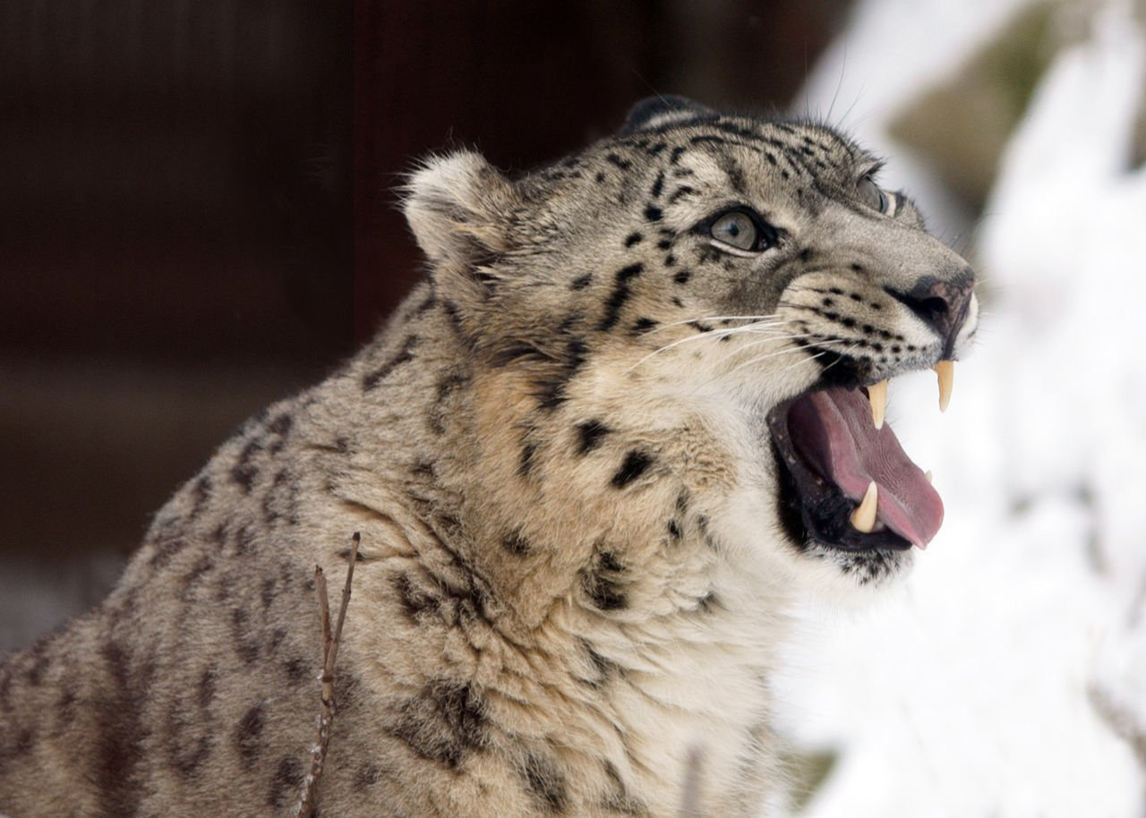 Snow leopards are unsurpassed masters of camouflage - Snow Leopard, Disguise, Cat family, Big cats, Predatory animals, The photo, Wild animals, wildlife, Himalayas, Ladakh, Longpost