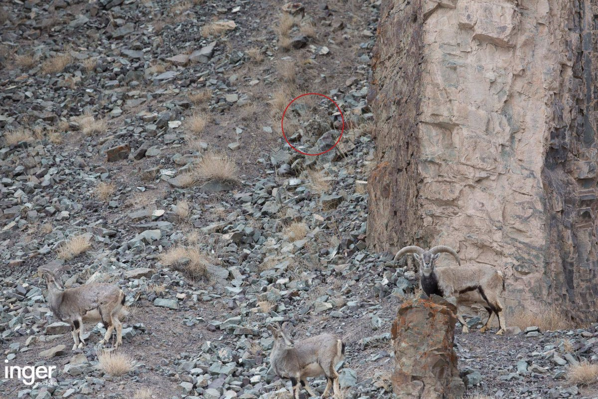 Snow leopards are unsurpassed masters of camouflage - Snow Leopard, Disguise, Cat family, Big cats, Predatory animals, The photo, Wild animals, wildlife, Himalayas, Ladakh, Longpost