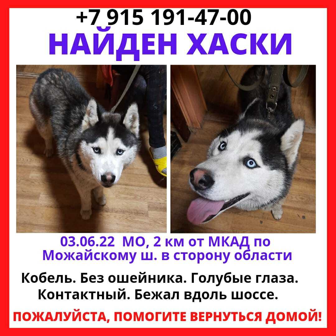 Хаски продается дурак