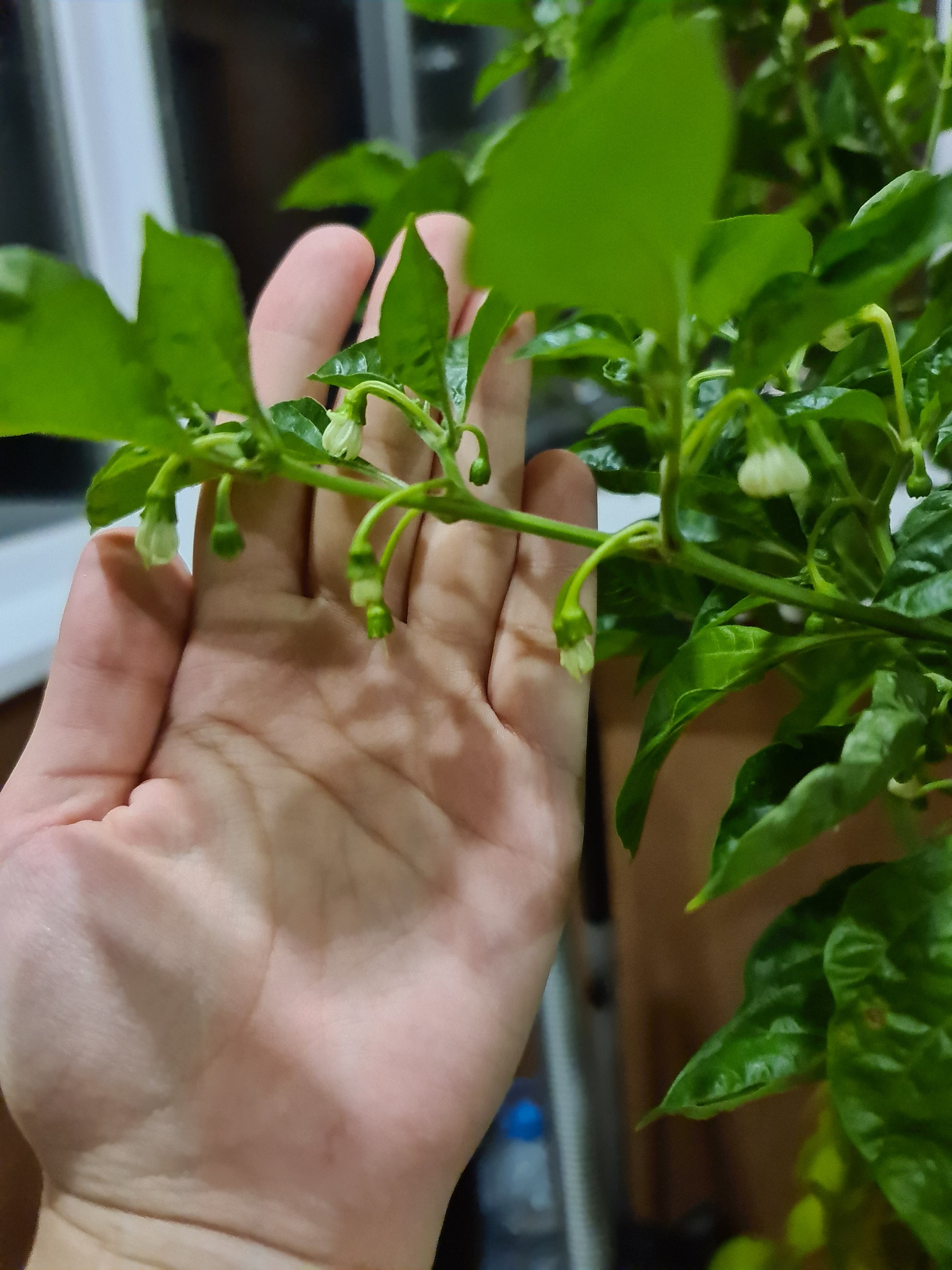 Help pepper growers - My, Hot peppers, Plants, Longpost, Growing