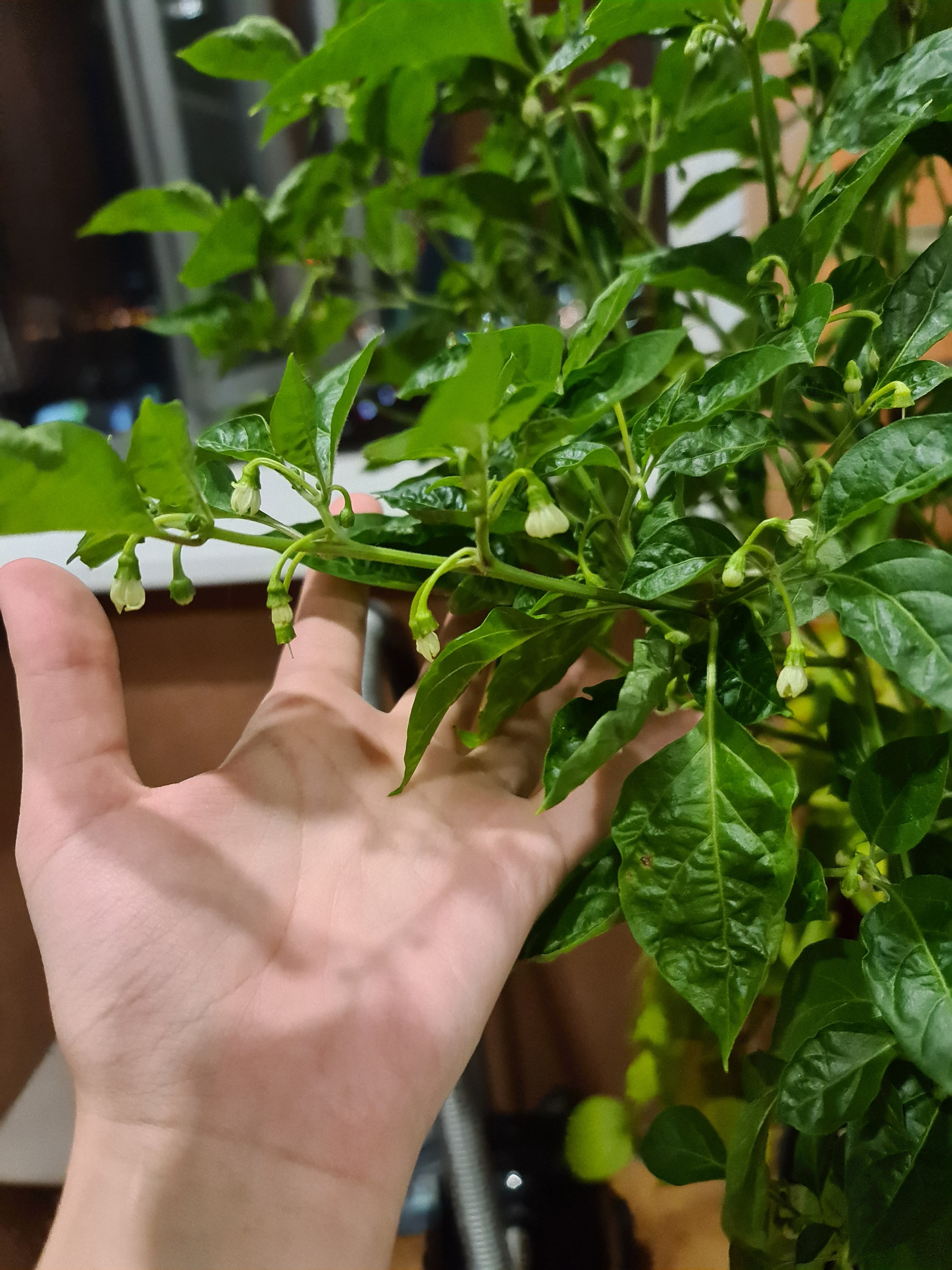 Help pepper growers - My, Hot peppers, Plants, Longpost, Growing