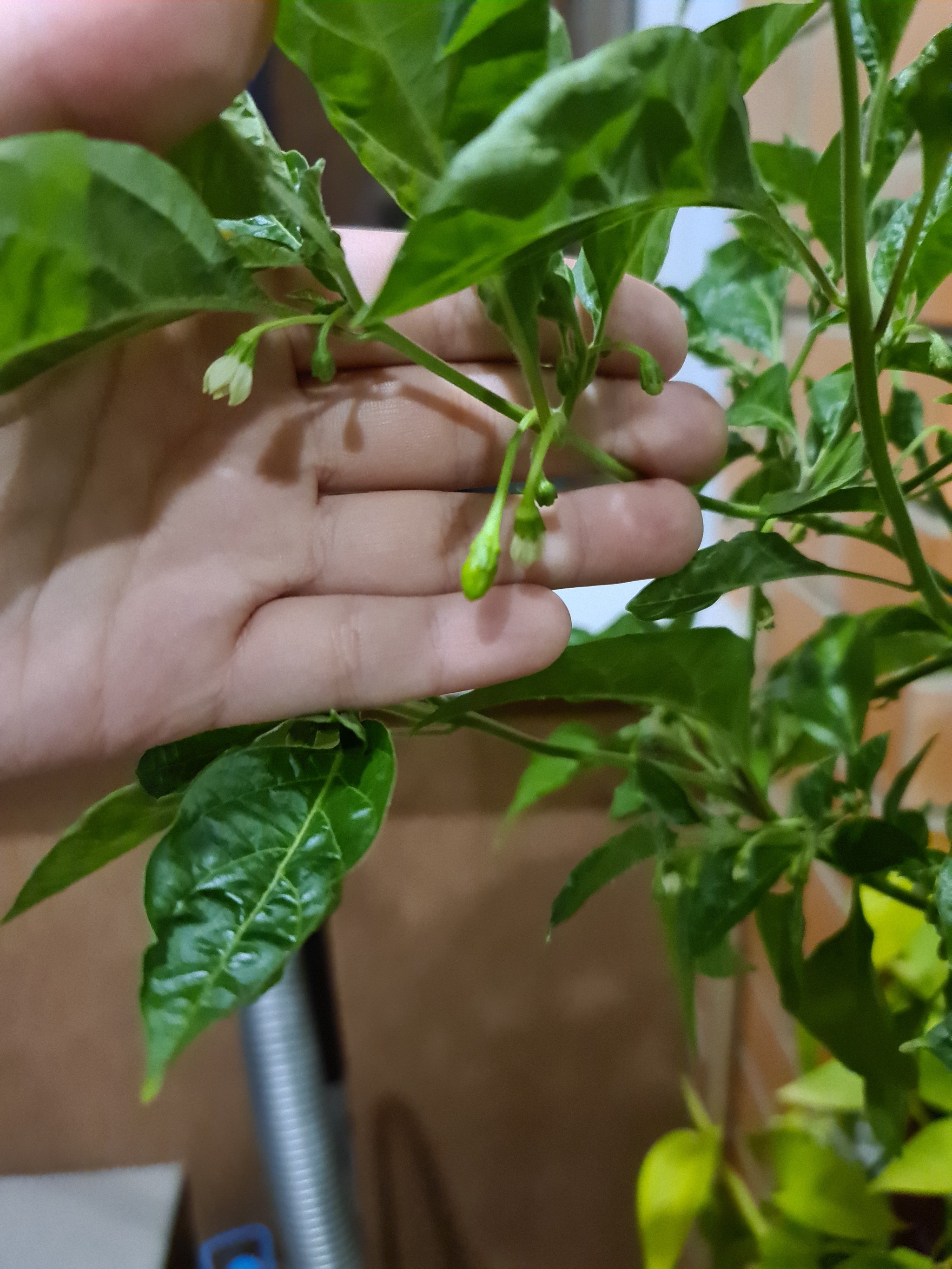 Help pepper growers - My, Hot peppers, Plants, Longpost, Growing