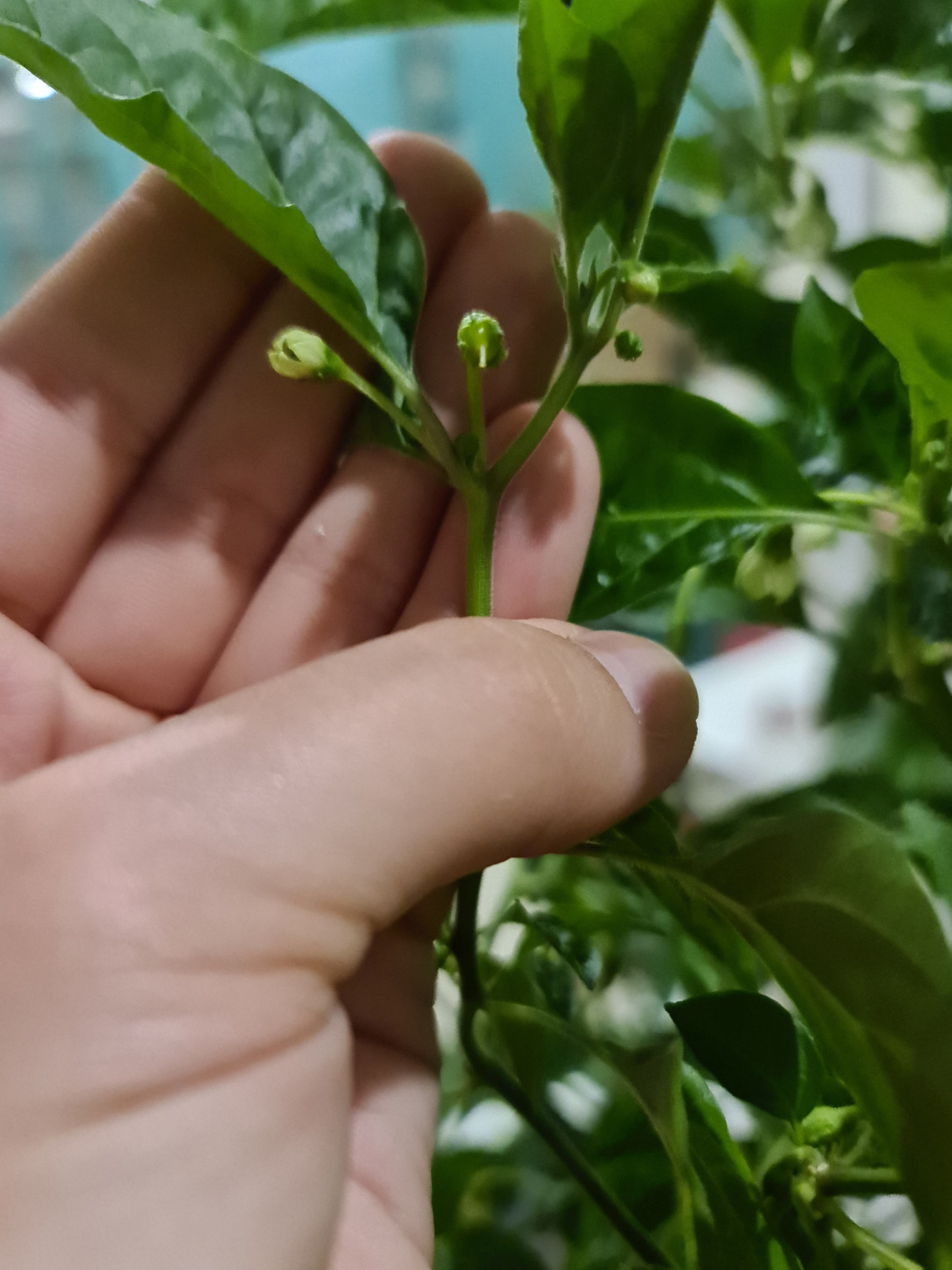 Help pepper growers - My, Hot peppers, Plants, Longpost, Growing