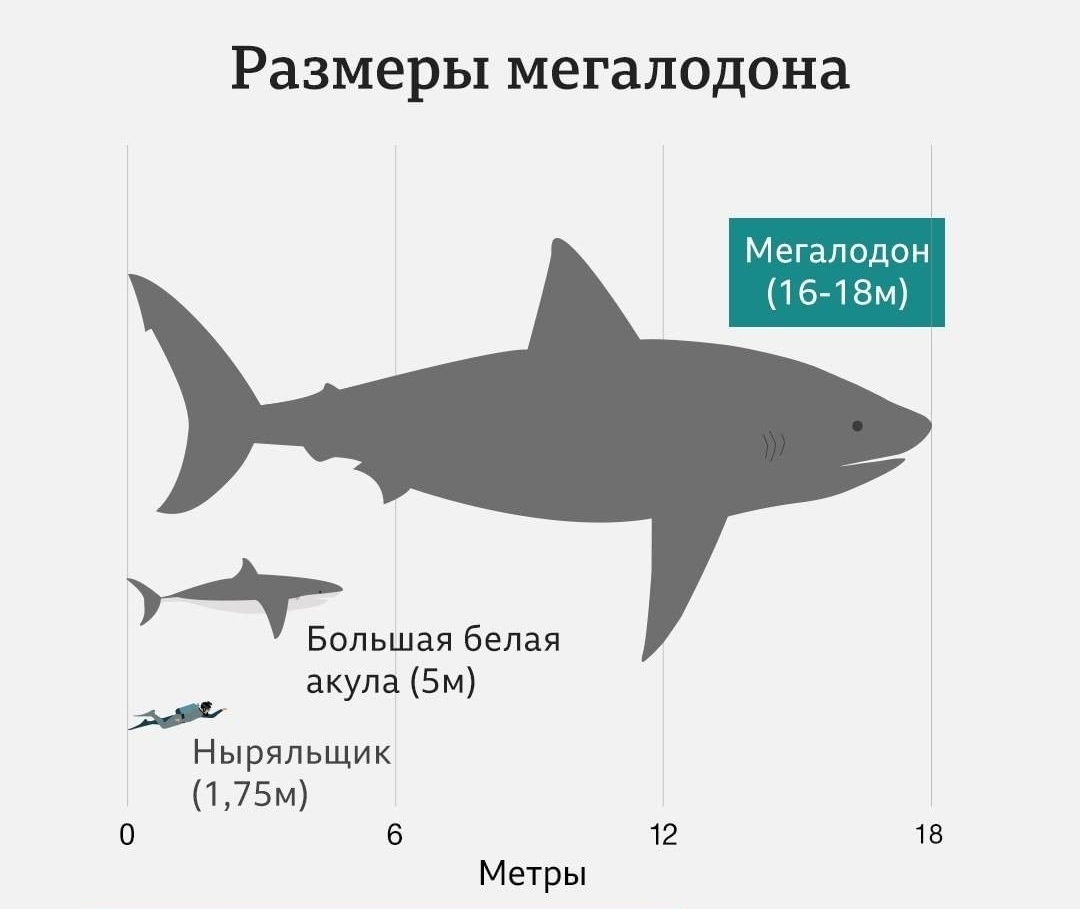 Everything is relative - Shark, Megalodon, Teeth, Infographics, Comparison