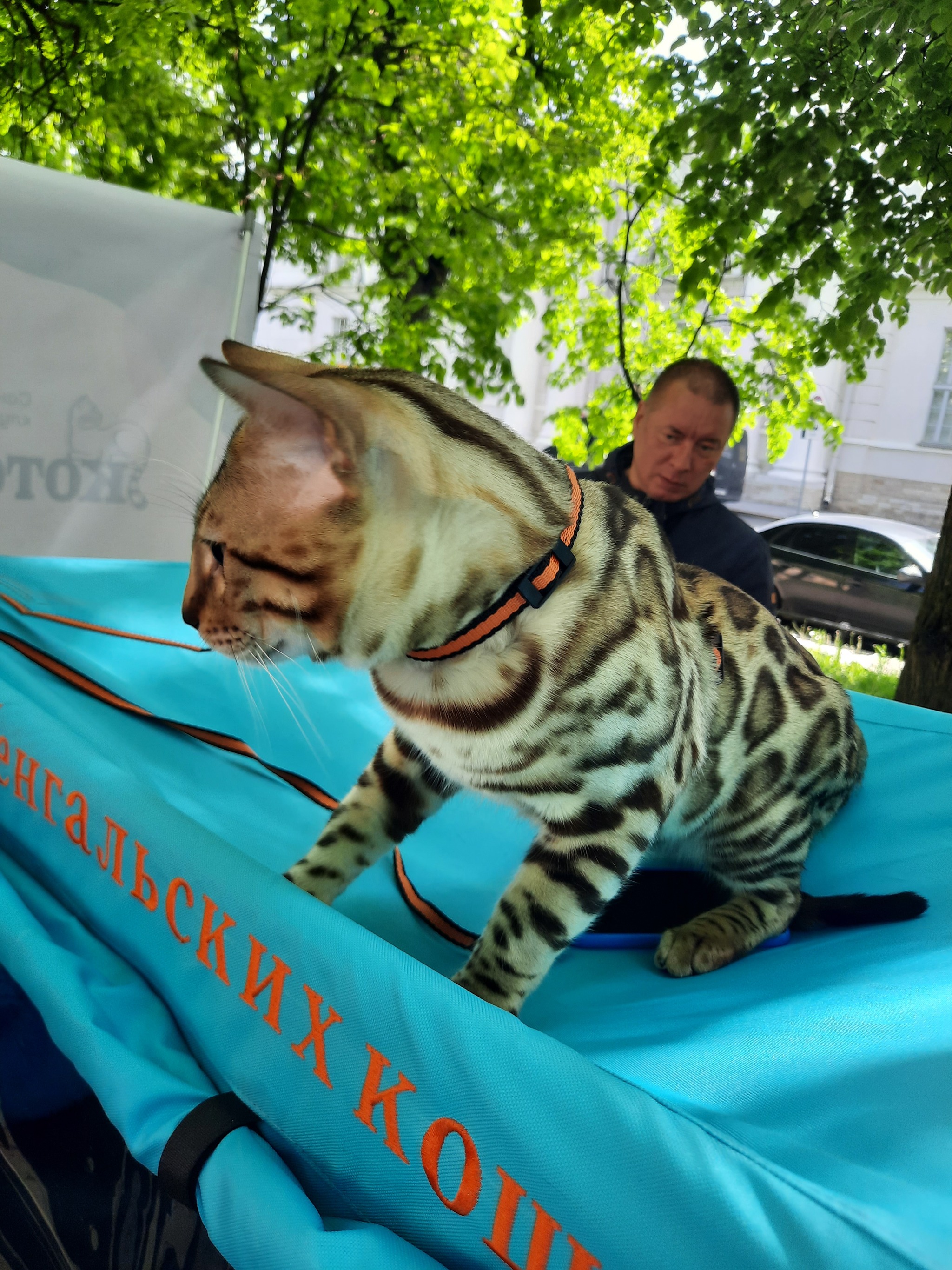 World day of the St. Petersburg cat - My, Small cats, Saint Petersburg, Holidays, Decorative rats, Longpost, cat