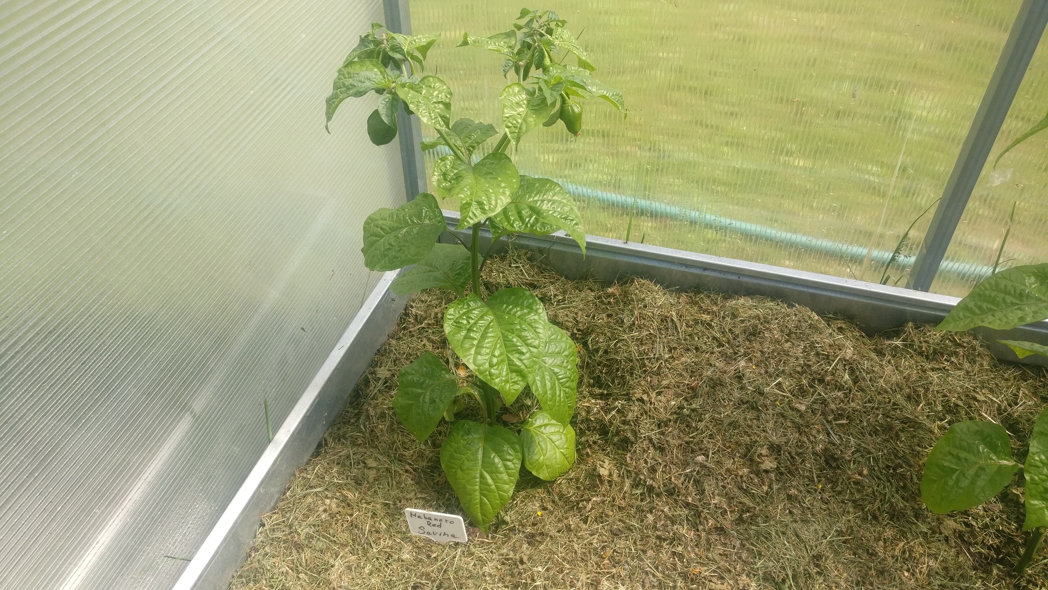 What grows in a greenhouse - My, Pepper farming, Growing, Hot peppers, Garden, Spicy sauce, Spicy cuisine, Mat, Greenhouse, Jalapeno, Video, Longpost