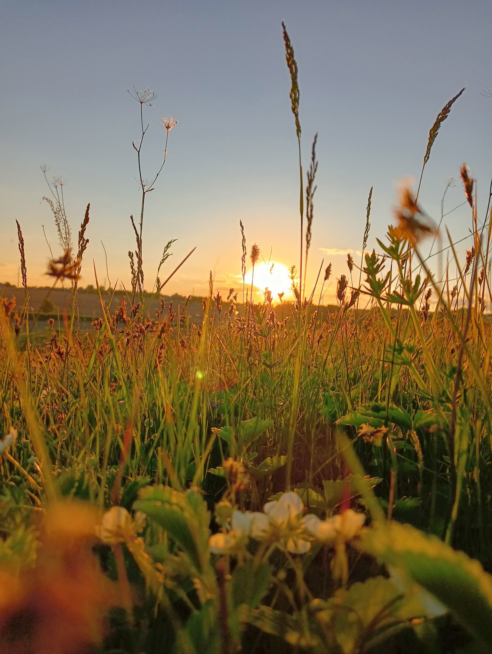 I get up at 5 am. Old? - My, Morning, Nature, Field