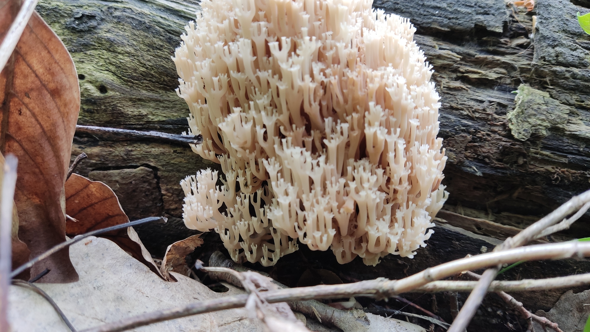 Mushrooms - My, Mushrooms, Coral, Longpost