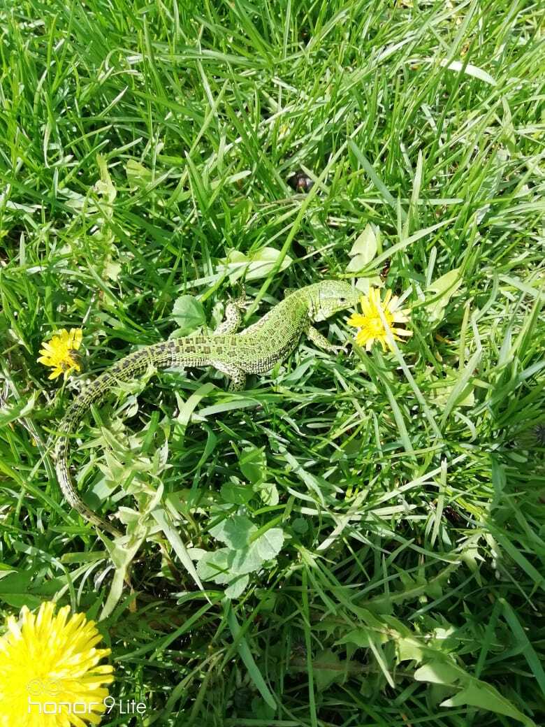 lizard - My, Mobile photography, Lizard, Longpost