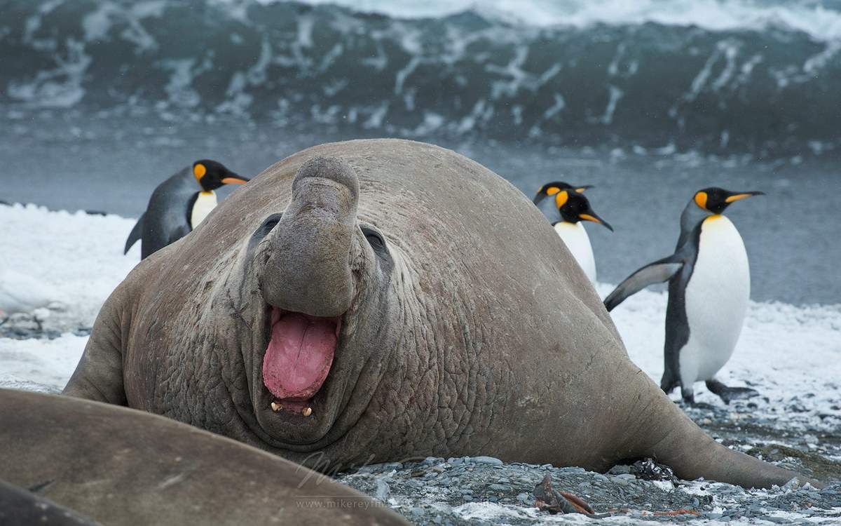 elephant seal smile - The photo, Wild animals, Animals, Elephant seal