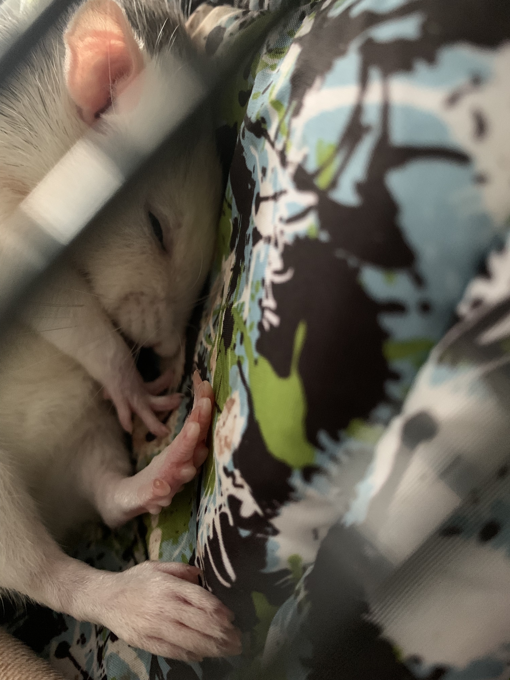 Sleeping tired rats - My, Rat, Pets, Milota, Rat Chronicles