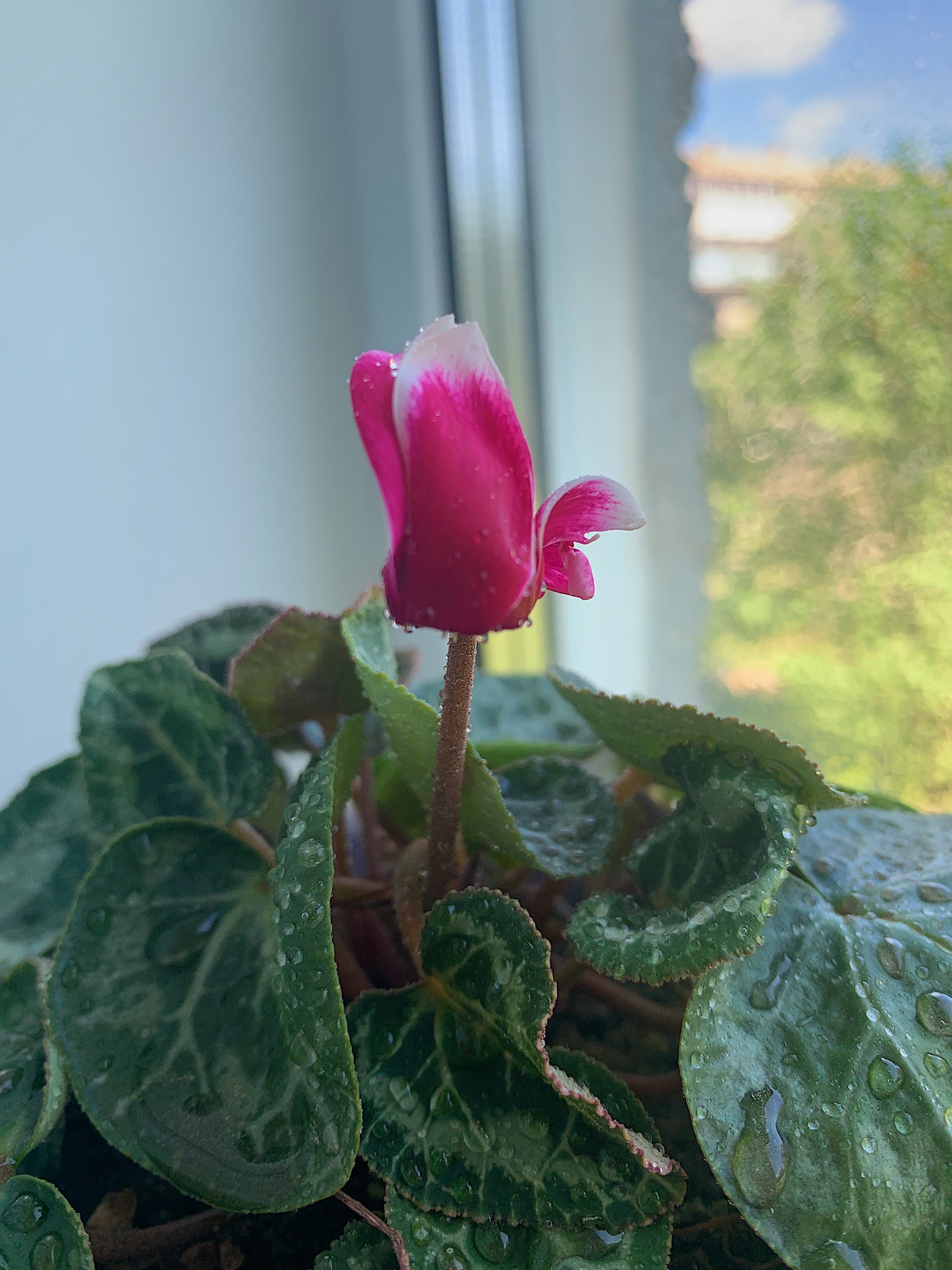 comes alive - My, Cyclamen, Houseplants, Bloom