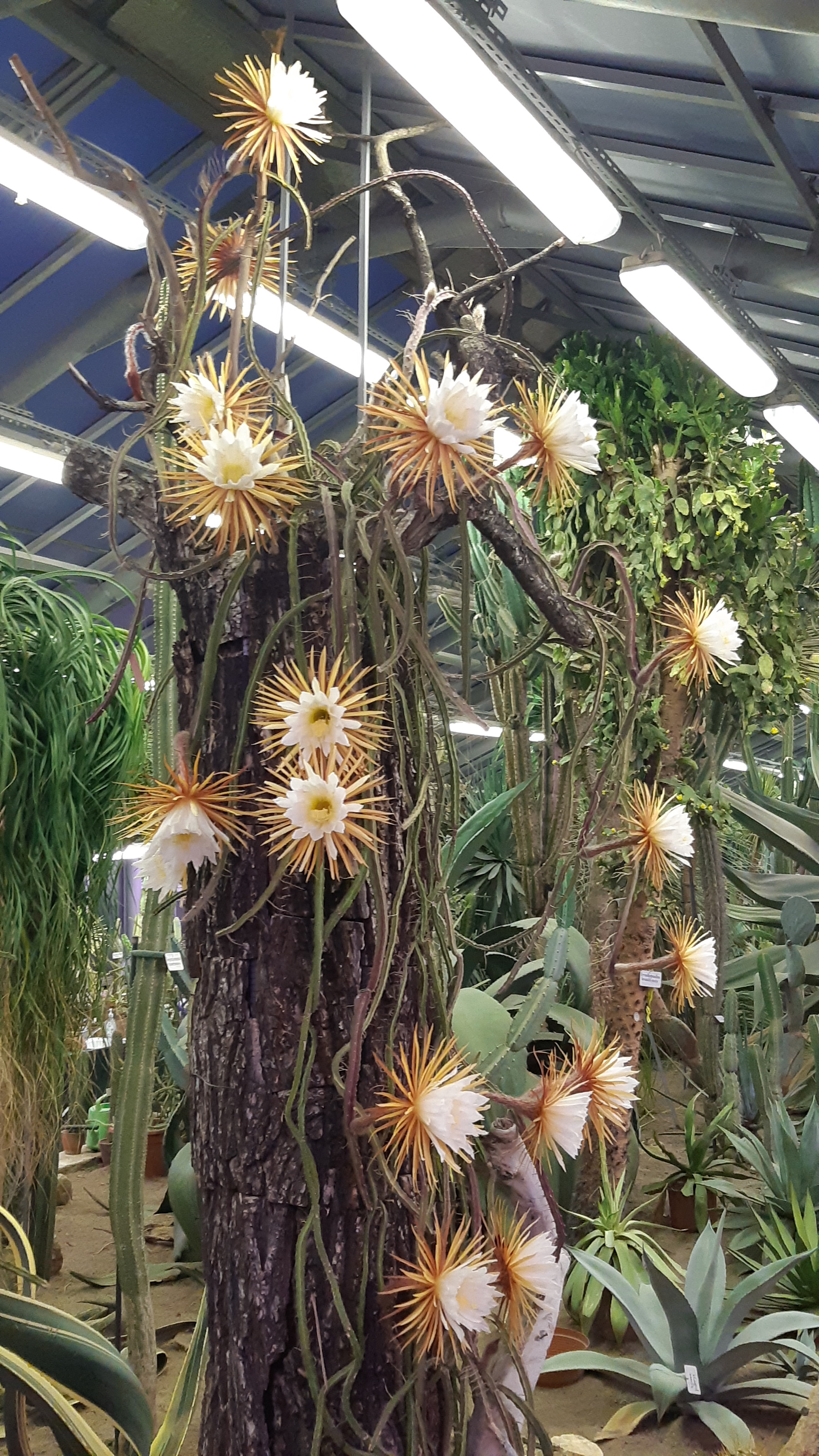 Queen of the Night - My, Queen of the Night, Cactus, Blooming cacti, Botanical Garden, Night, Mobile photography, Longpost