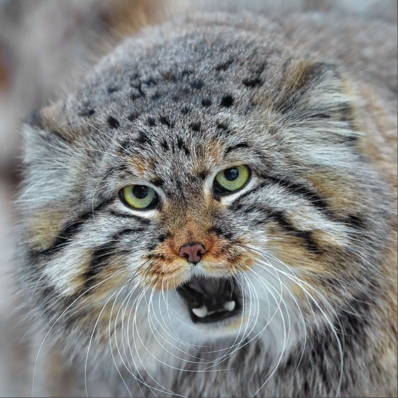 Manul - a representative of the cat family with the liveliest and most diverse facial expressions - Animals, Cat family, Pallas' cat, Emotions, Facial expressions, Longpost, Small cats, Predatory animals