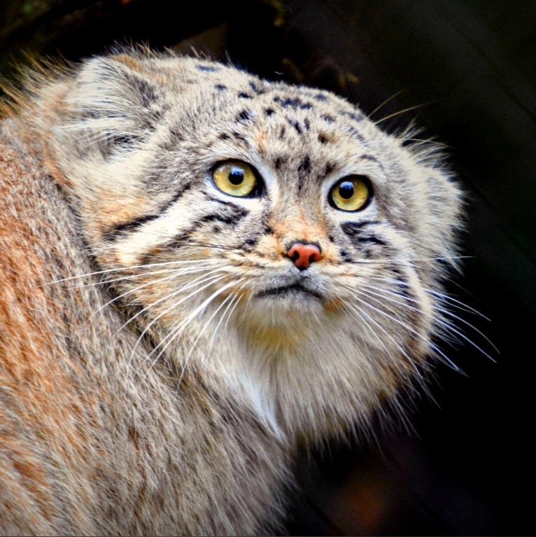 Manul - a representative of the cat family with the liveliest and most diverse facial expressions - Animals, Cat family, Pallas' cat, Emotions, Facial expressions, Longpost, Small cats, Predatory animals