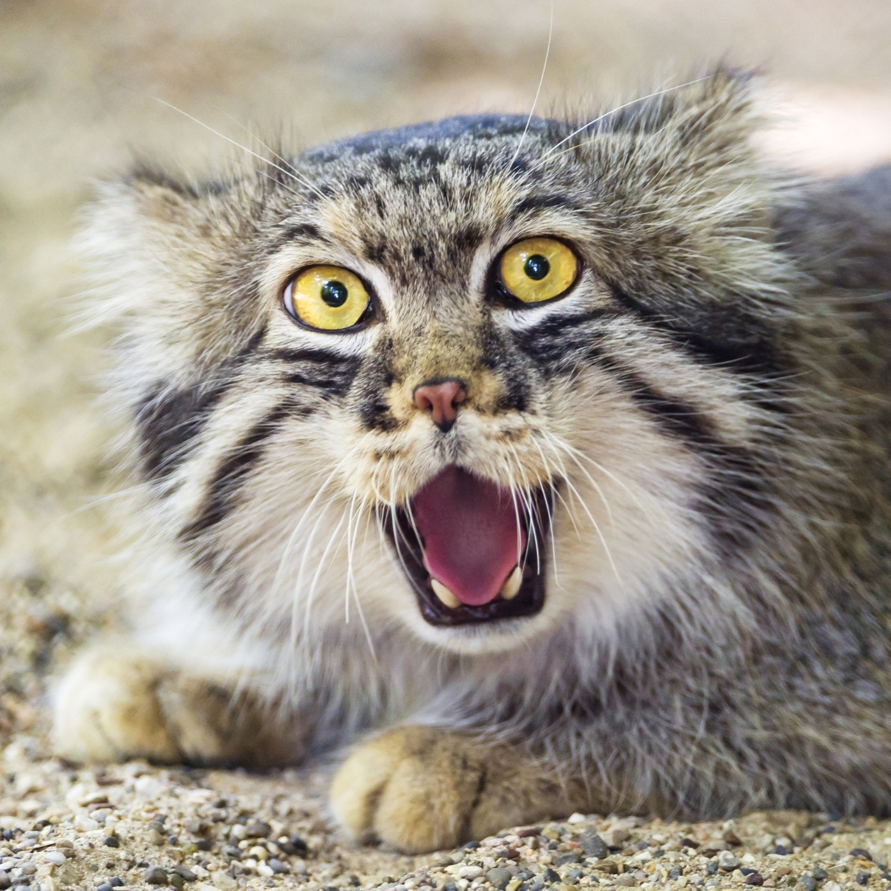 Manul - a representative of the cat family with the liveliest and most diverse facial expressions - Animals, Cat family, Pallas' cat, Emotions, Facial expressions, Longpost, Small cats, Predatory animals