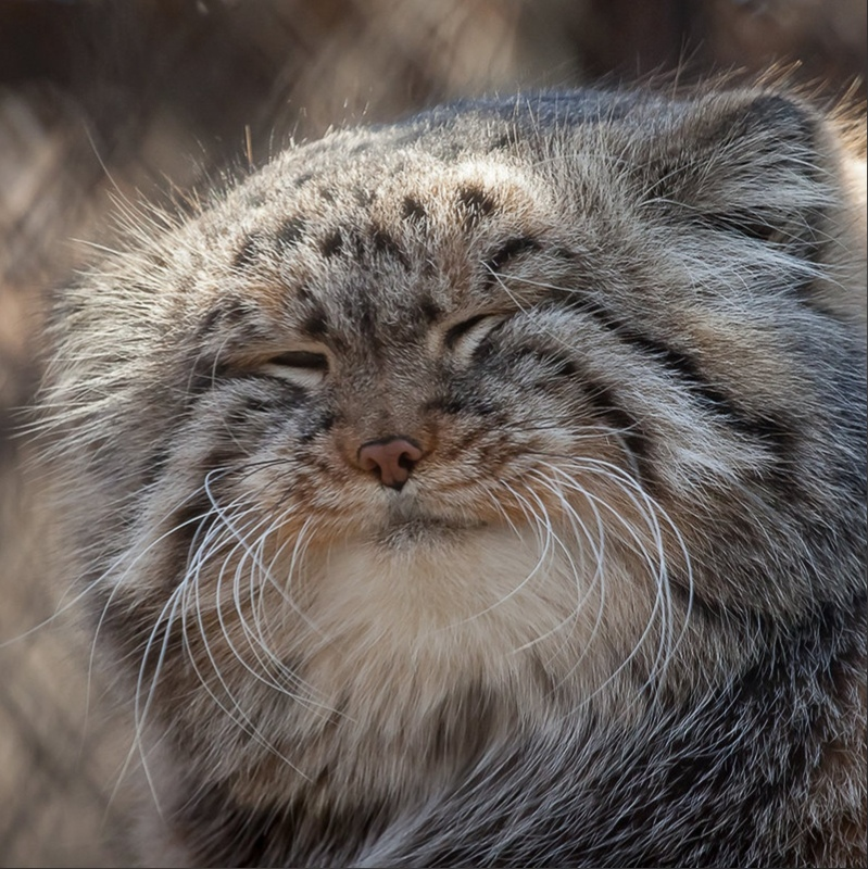 Manul - a representative of the cat family with the liveliest and most diverse facial expressions - Animals, Cat family, Pallas' cat, Emotions, Facial expressions, Longpost, Small cats, Predatory animals