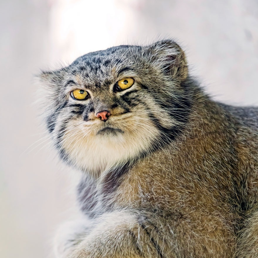 Manul - a representative of the cat family with the liveliest and most diverse facial expressions - Animals, Cat family, Pallas' cat, Emotions, Facial expressions, Longpost, Small cats, Predatory animals