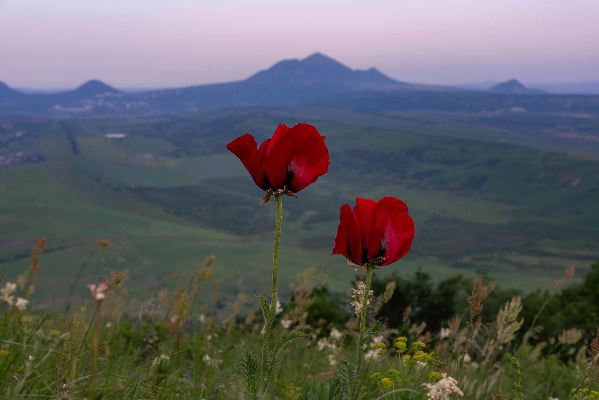 Poppies at sunset and the sun on the mountainside - My, The photo, Caucasian Mineral Waters, Landscape, Poppy, Sunset, Longpost