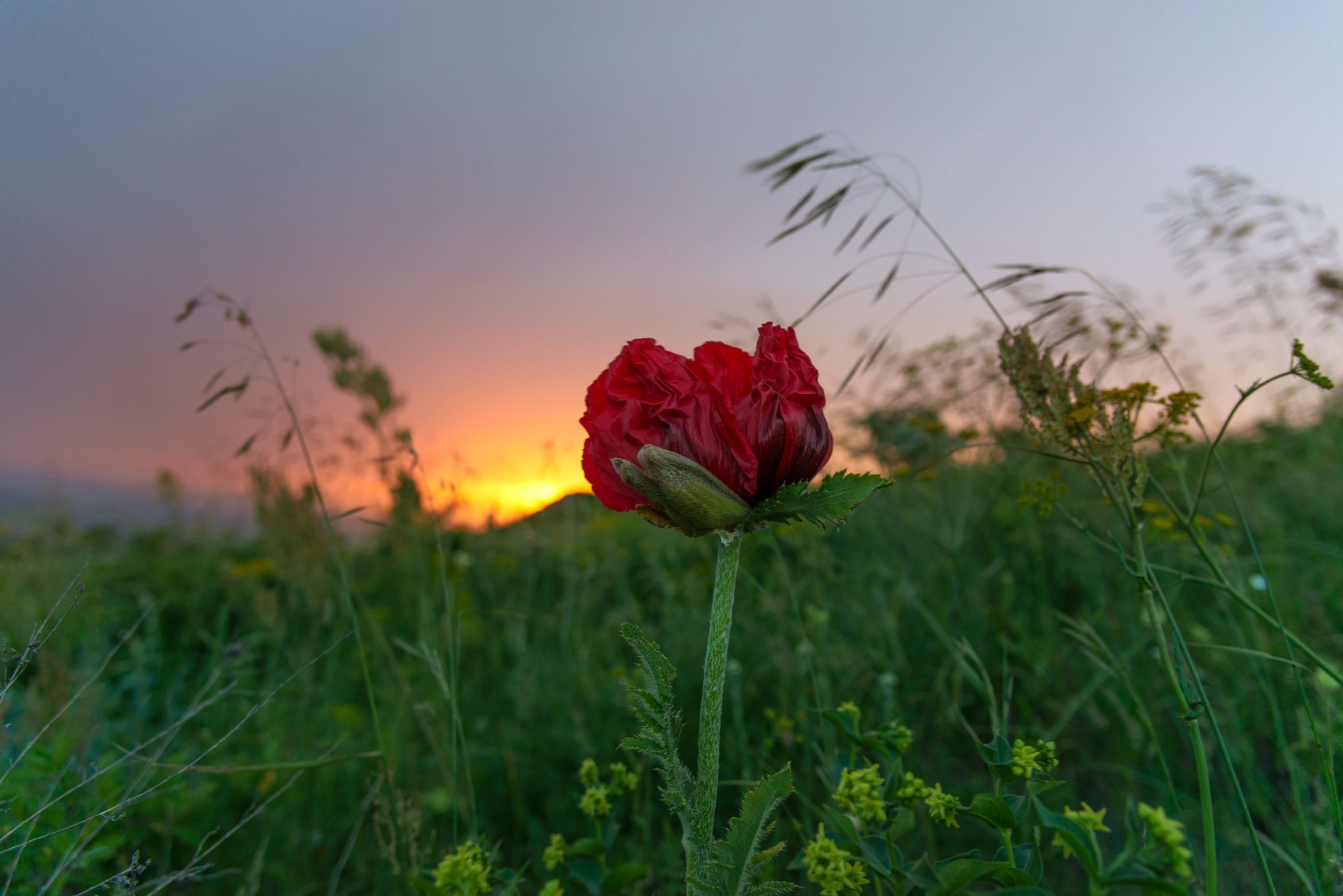 Poppies at sunset and the sun on the mountainside - My, The photo, Caucasian Mineral Waters, Landscape, Poppy, Sunset, Longpost