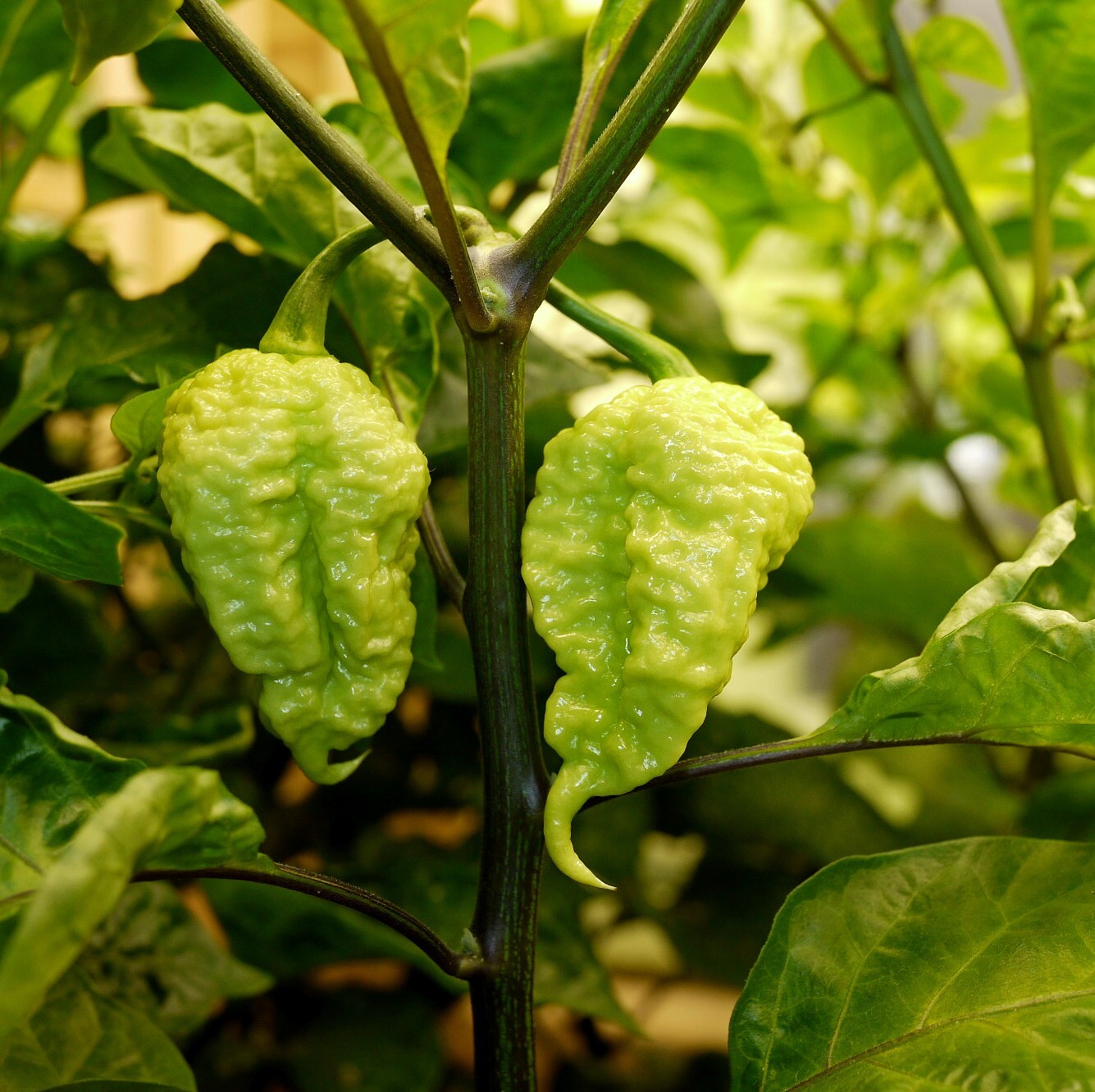 Pepper WHP006 - My, Hot peppers, Pepper, Plants, Garden