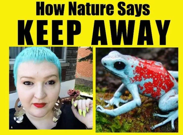 As nature says: Stay away - Warning, Poisonous animals, Coloration, Picture with text, Humor