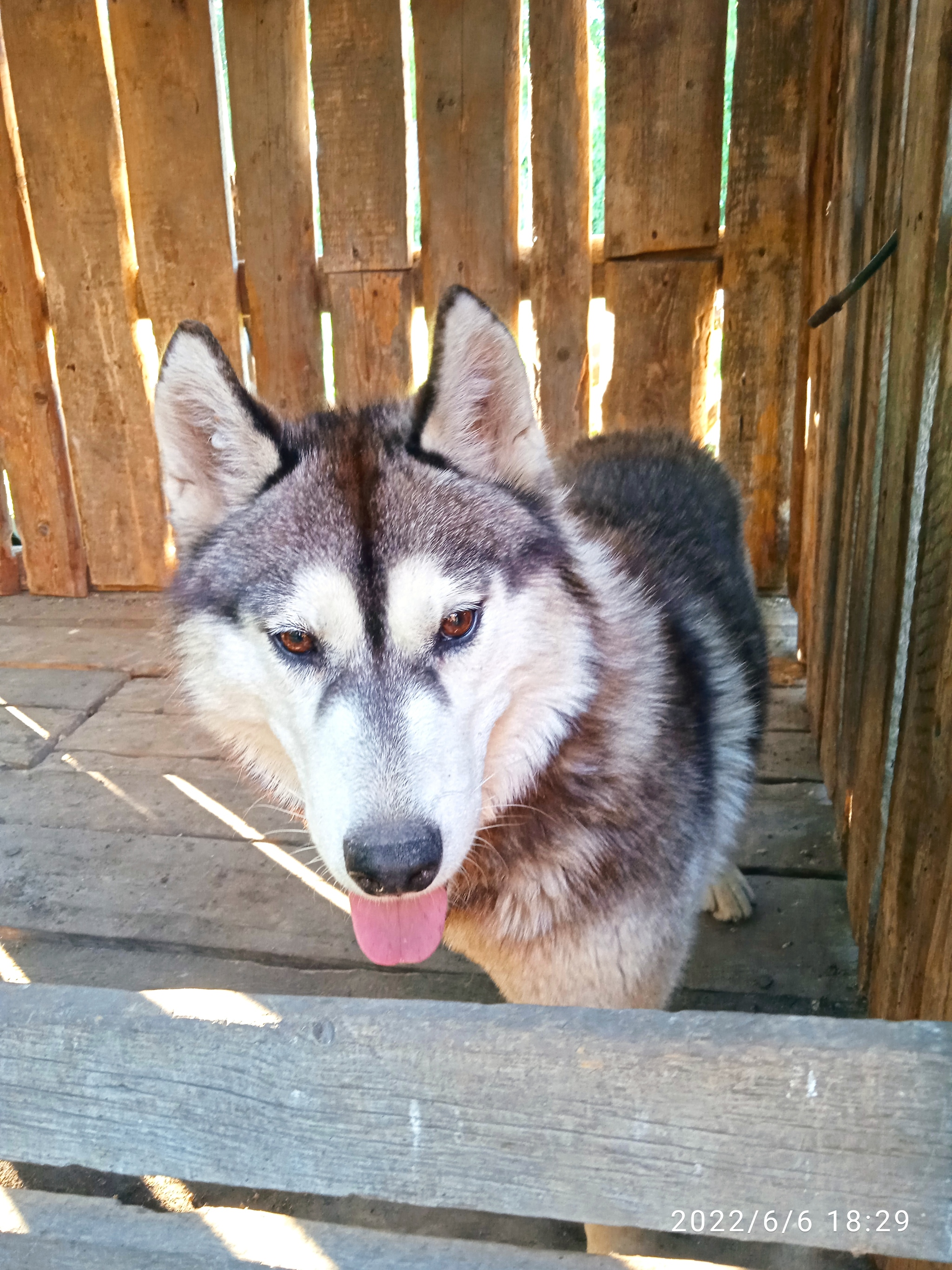 Looking for an owner for a husky!!! - My, No rating, Lost, Helping animals, In good hands, Homeless animals, Husky, Краснодарский Край, Animal Rescue, Longpost, Dog