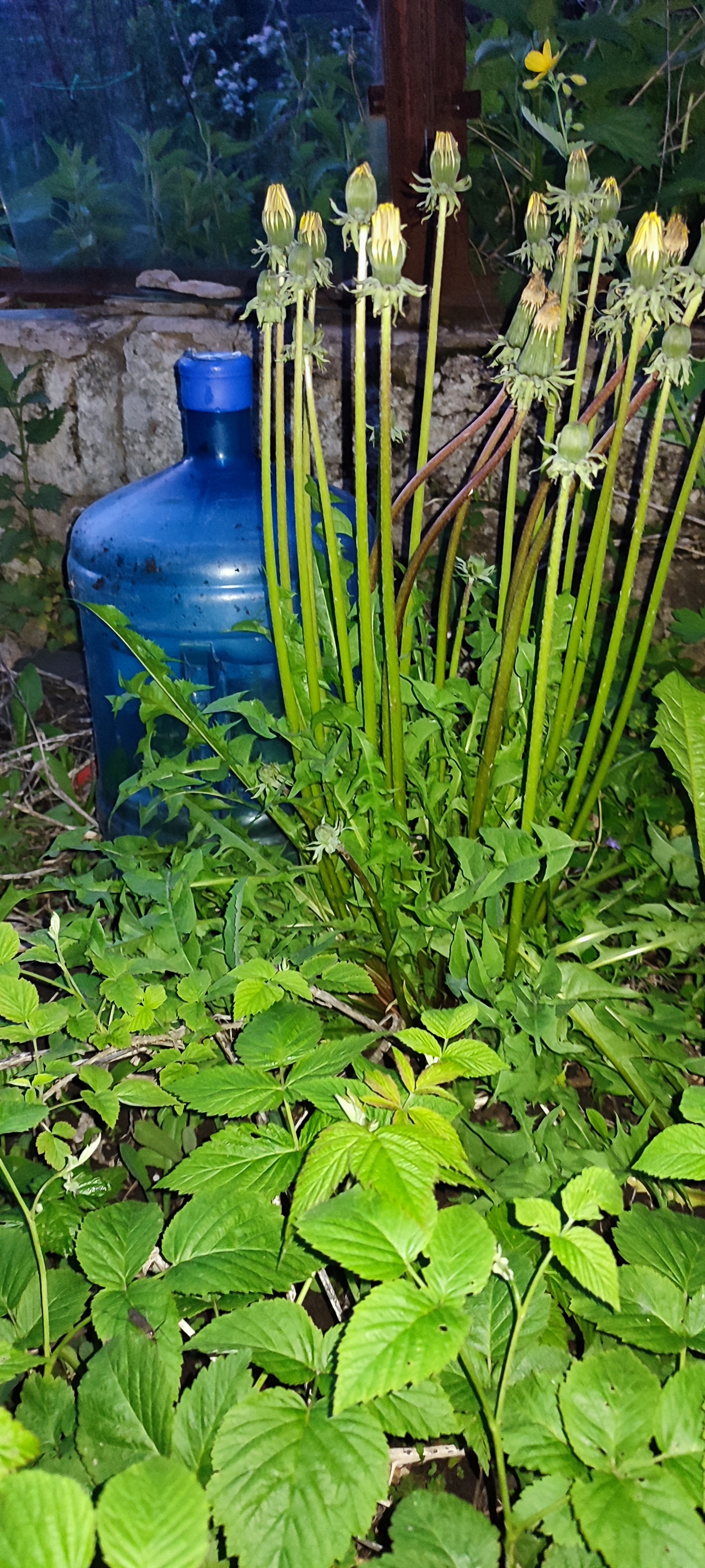 Dandelions are born... - My, Garden, Weeds, Dandelion, Mutant, Longpost