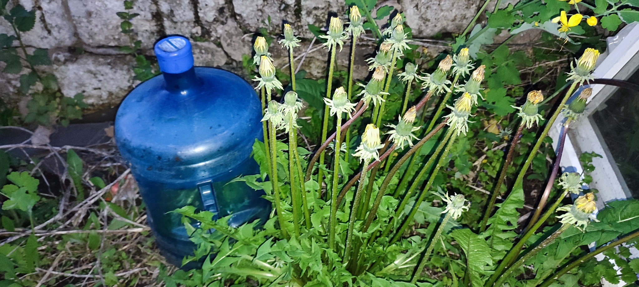 Dandelions are born... - My, Garden, Weeds, Dandelion, Mutant, Longpost