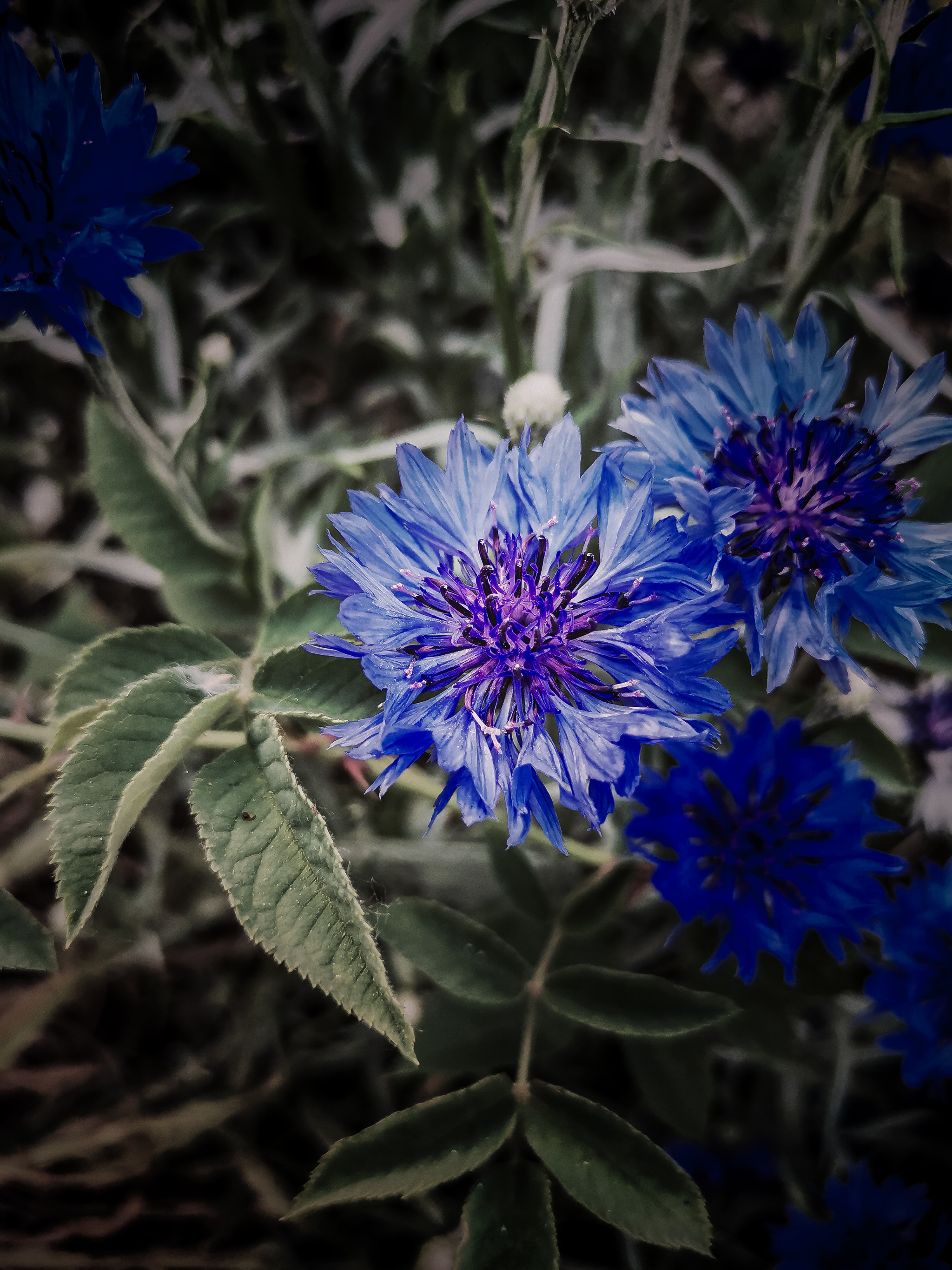 cornflower - My, Mobile photography, Lightroom, Flowers, Cornflower