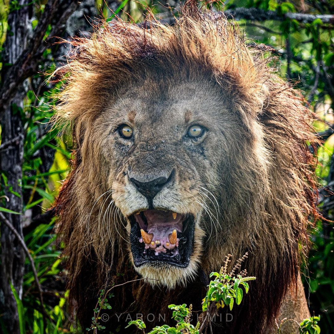 Morani - the oldest lion of the Masai Mara - King of beasts, a lion, Big cats, Cat family, Predatory animals, Wild animals, wildlife, Reserves and sanctuaries, Masai Mara, Africa, The photo, Rare view