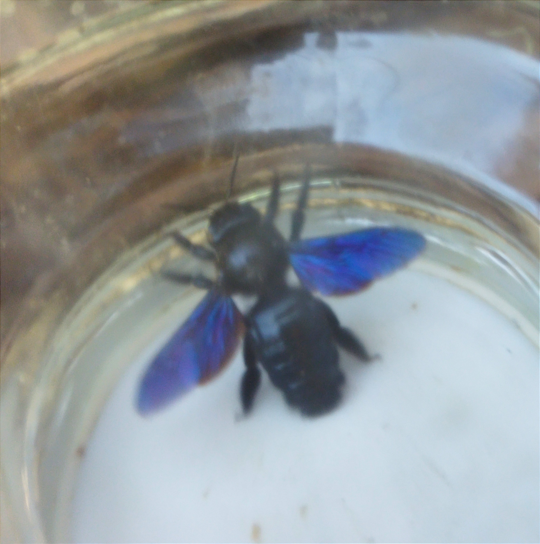 Help identifying an insect - My, Help, Insects, Want to know everything